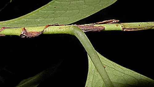 Erythroxylum martii: Erythroxylum martii Peyr.