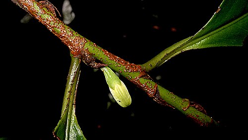 Erythroxylum martii: Erythroxylum martii Peyr.