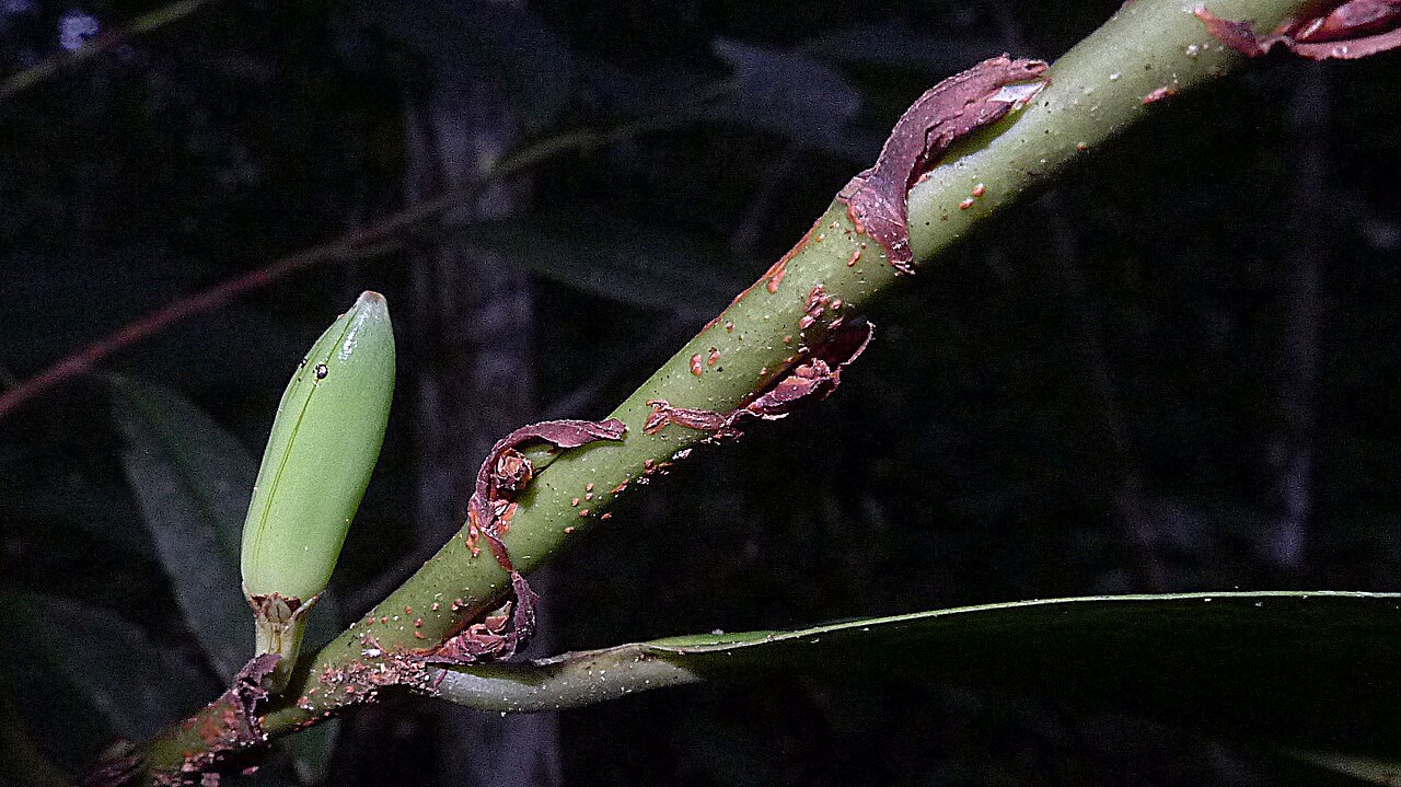 Erythroxylum martii: Erythroxylum martii Peyr.