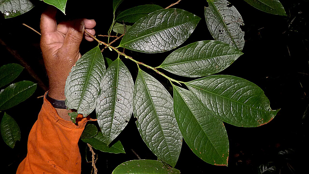 Erythroxylum martii: Erythroxylum martii Peyr.