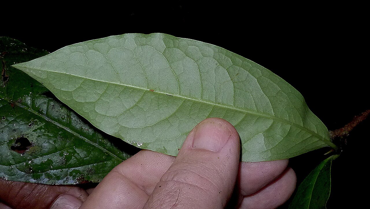 Erythroxylum martii: Erythroxylum martii Peyr.