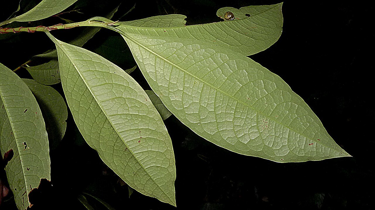 Erythroxylum martii: Erythroxylum martii Peyr.