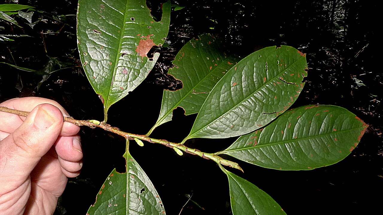 Erythroxylum martii: Erythroxylum martii Peyr.