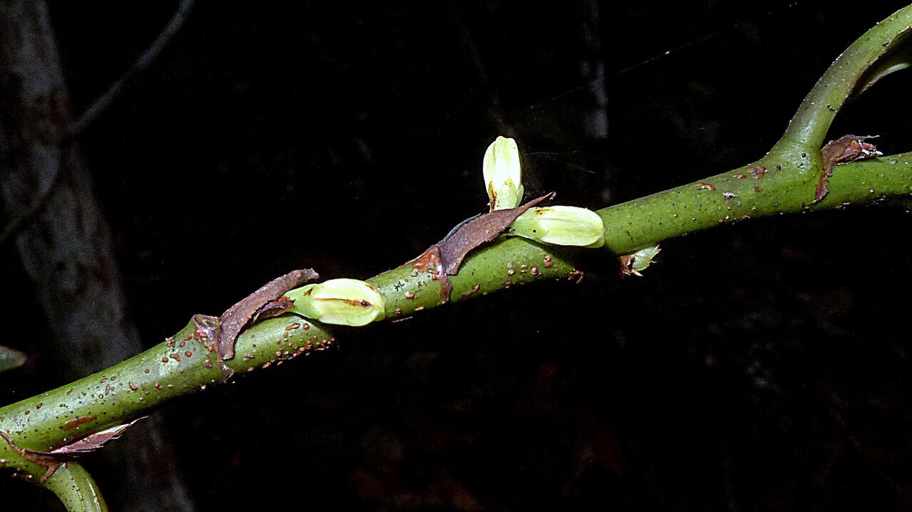 Erythroxylum martii: Erythroxylum martii Peyr.