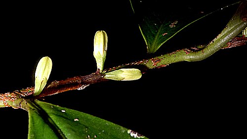 Erythroxylum martii: Erythroxylum martii Peyr.