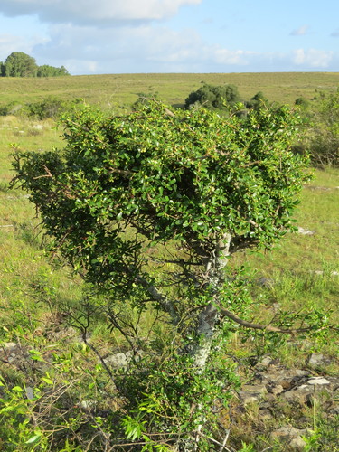 Erythroxylum microphyllum (Erythroxylum microphyllum)
