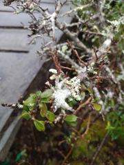 Erythroxylum microphyllum (Erythroxylum microphyllum)