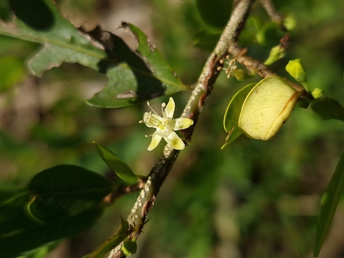 Erythroxylum microphyllum (Erythroxylum microphyllum)