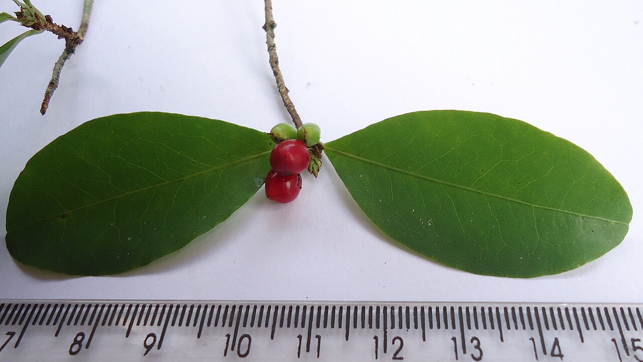 Erythroxylum mikanii: Erythroxylum mikanii Peyr.