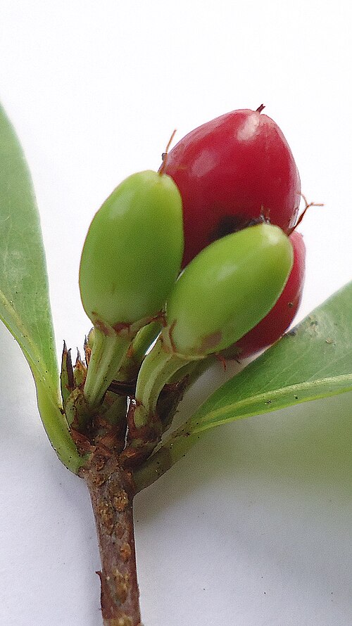 Erythroxylum mikanii: Erythroxylum mikanii Peyr.