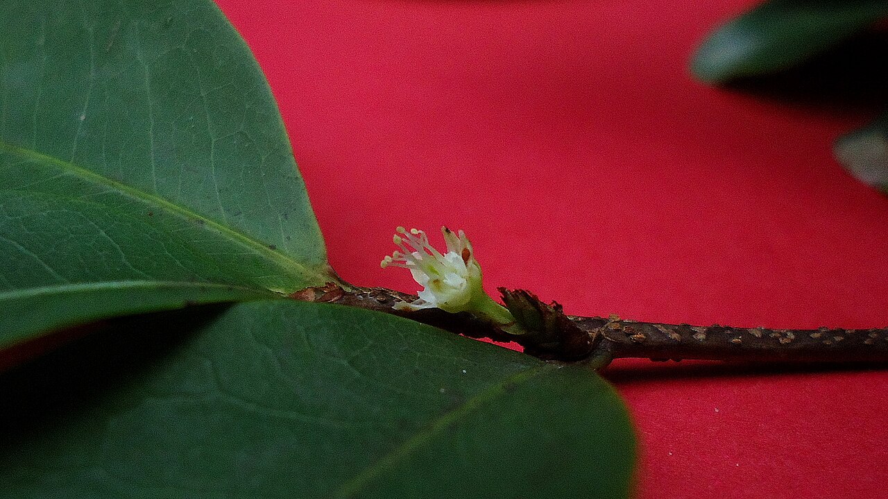 Erythroxylum mikanii: Short-styled flower.