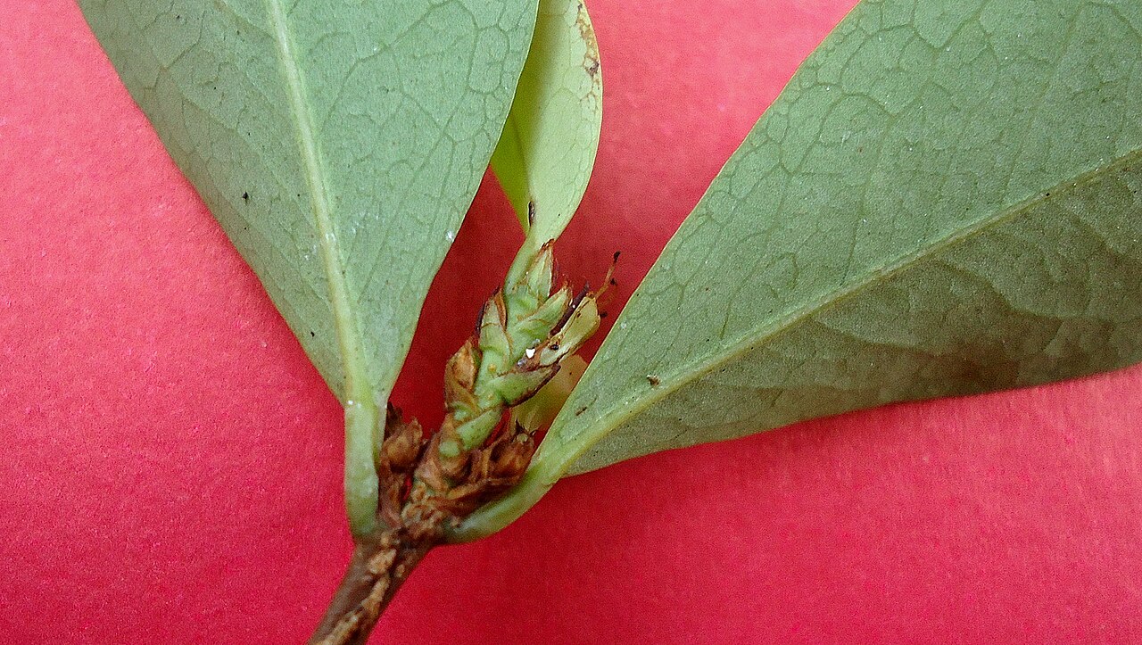 Erythroxylum mikanii: Erythroxylum mikanii Peyr.