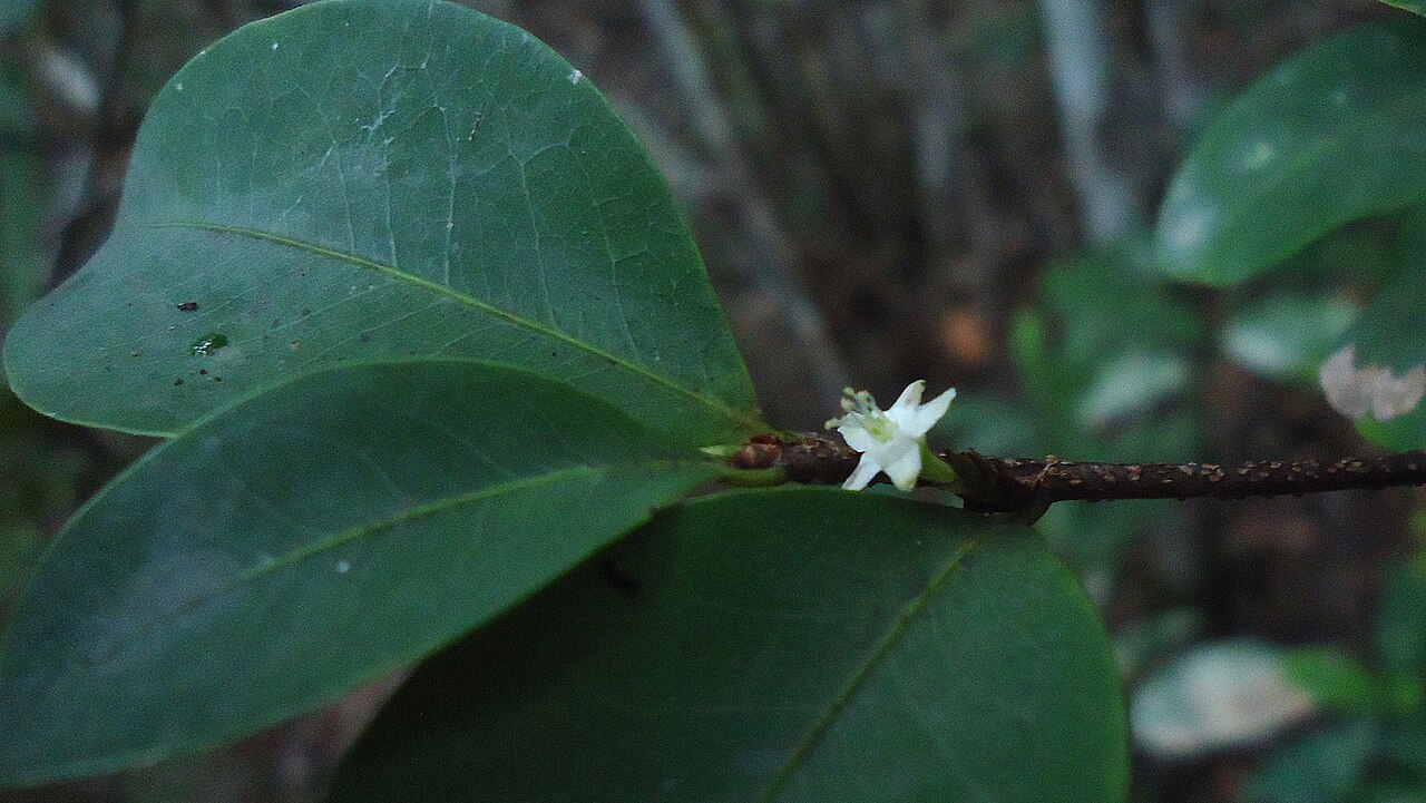 Erythroxylum mikanii: Short-styled flower.