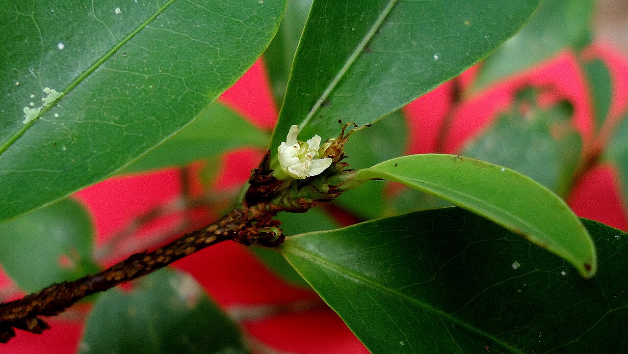 Erythroxylum mikanii: Long-styled flower.