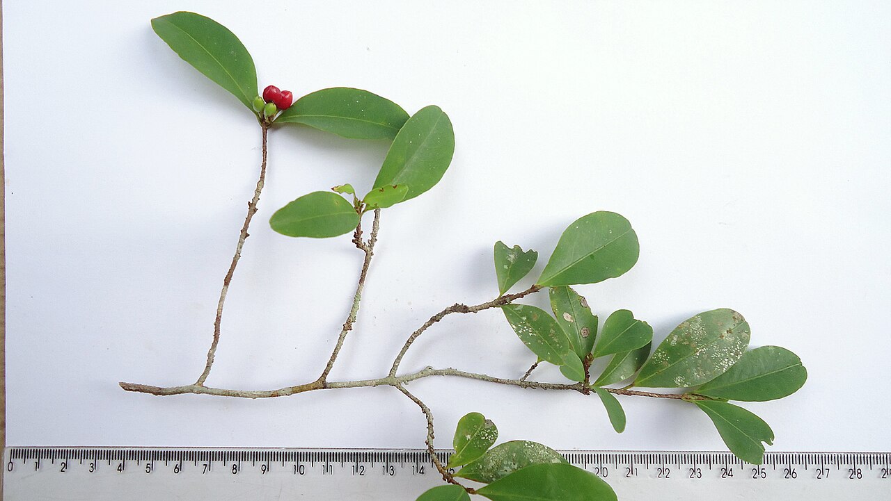 Erythroxylum mikanii: Erythroxylum mikanii Peyr.