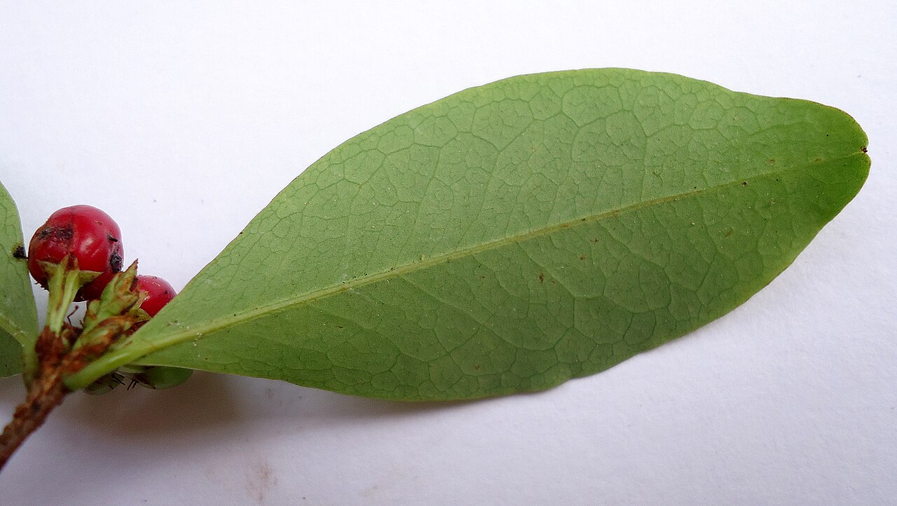 Erythroxylum mikanii: Erythroxylum mikanii Peyr.