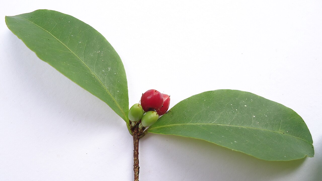 Erythroxylum mikanii: Erythroxylum mikanii Peyr.