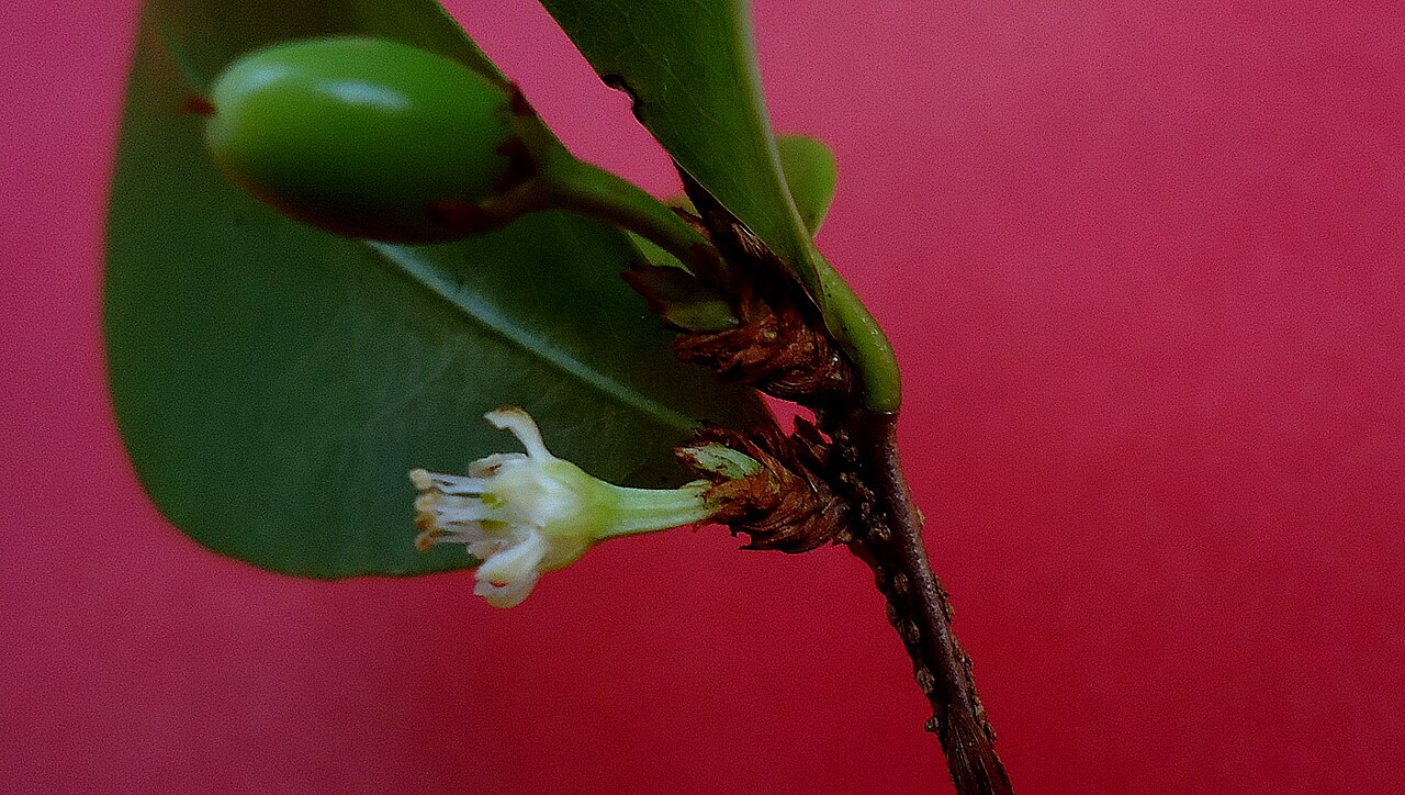Erythroxylum mikanii: Short-styled flower.