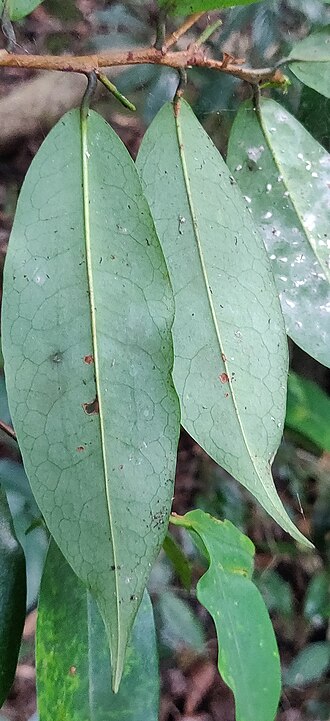 Erythroxylum moonii: Erythroxylum moonii