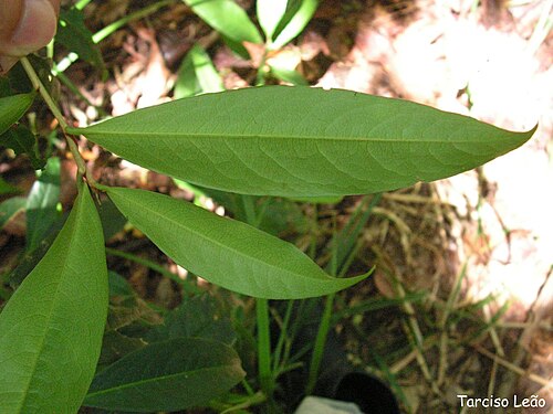 Erythroxylum mucronatum: Nome popular: cumichá Local: Mata do Sabiá, Cabo de Santo Agostinho, Pernambuco, Brasil. Tipo de vegetação: floresta ombrófila densa de terras baixas. Obs.: arv