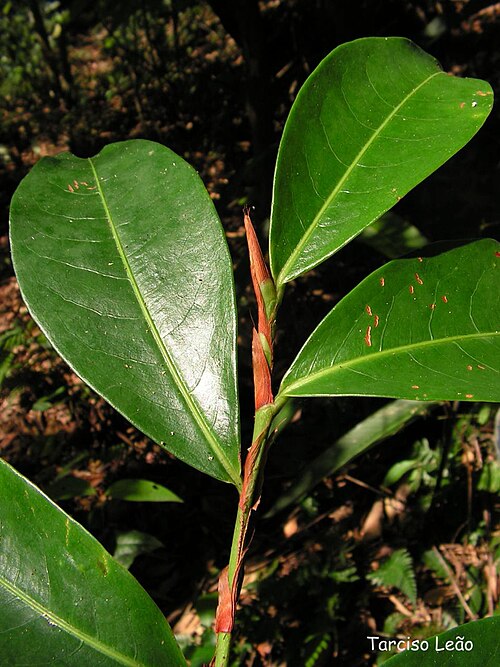 Erythroxylum mucronatum: Nome popular: cumichá, pimentinha, cafezinho. Local: RPPN Pedra D'Anta, Lagoa dos Gatos, Pernambuco, Brasil. Tipo de vegetação: floresta ombrófila montana. Obs.