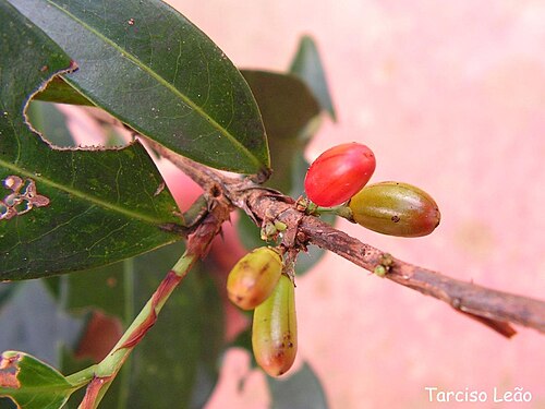 Erythroxylum mucronatum: Nome popular: cumichá, pimentinha, cafezinho. Local: Mata do Sabiá, Cabo de Santo Agostinho, Pernambuco, Brasil. Tipo de vegetação: floresta ombrófila densa de