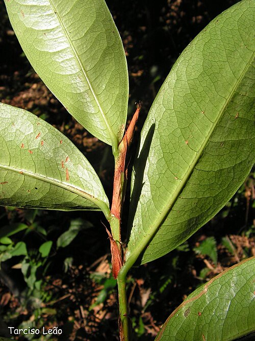Erythroxylum mucronatum: Nome popular: cumichá, pimentinha, cafezinho. Local: RPPN Pedra D'Anta, Lagoa dos Gatos, Pernambuco, Brasil. Tipo de vegetação: floresta ombrófila montana. Obs.