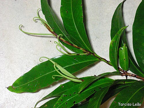 Erythroxylum mucronatum: Nome popular: cumichá, pimentinha, cafezinho. Local: Mata do Sabiá, Cabo de Santo Agostinho, Pernambuco, Brasil. Tipo de vegetação: floresta ombrófila densa de