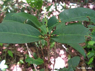 Erythroxylum mucronatum: Nome popular: cumichá Local: Mata do Sabiá, Cabo de Santo Agostinho, Pernambuco, Brasil. Tipo de vegetação: floresta ombrófila densa de terras baixas. Obs.: arv