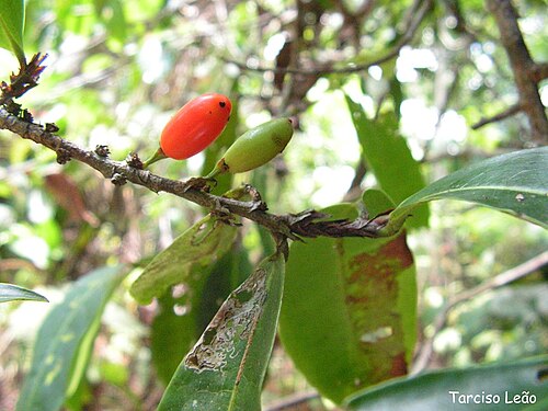 Erythroxylum mucronatum: Nome popular: cumichá Local: Mata do Sabiá, Cabo de Santo Agostinho, Pernambuco, Brasil. Tipo de vegetação: floresta ombrófila densa de terras baixas. Obs.: arv