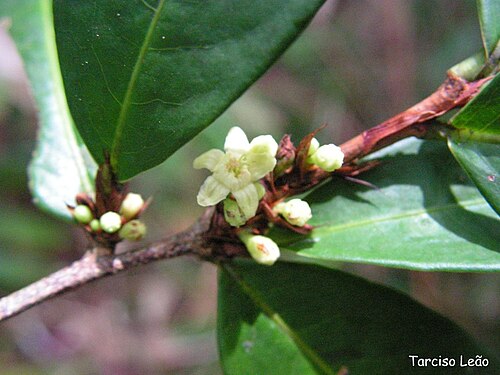 Erythroxylum mucronatum: Nome popular: cumichá, pimentinha, cafezinho. Local: Mata do Sabiá, Cabo de Santo Agostinho, Pernambuco, Brasil. Tipo de vegetação: floresta ombrófila densa de