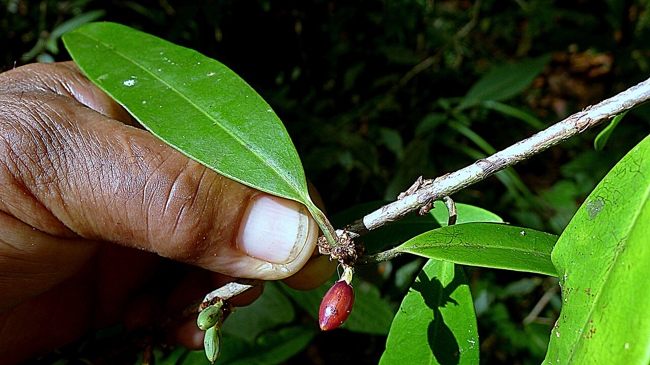 Erythroxylum nobile: Erythroxylum nobile O.E.Schulz