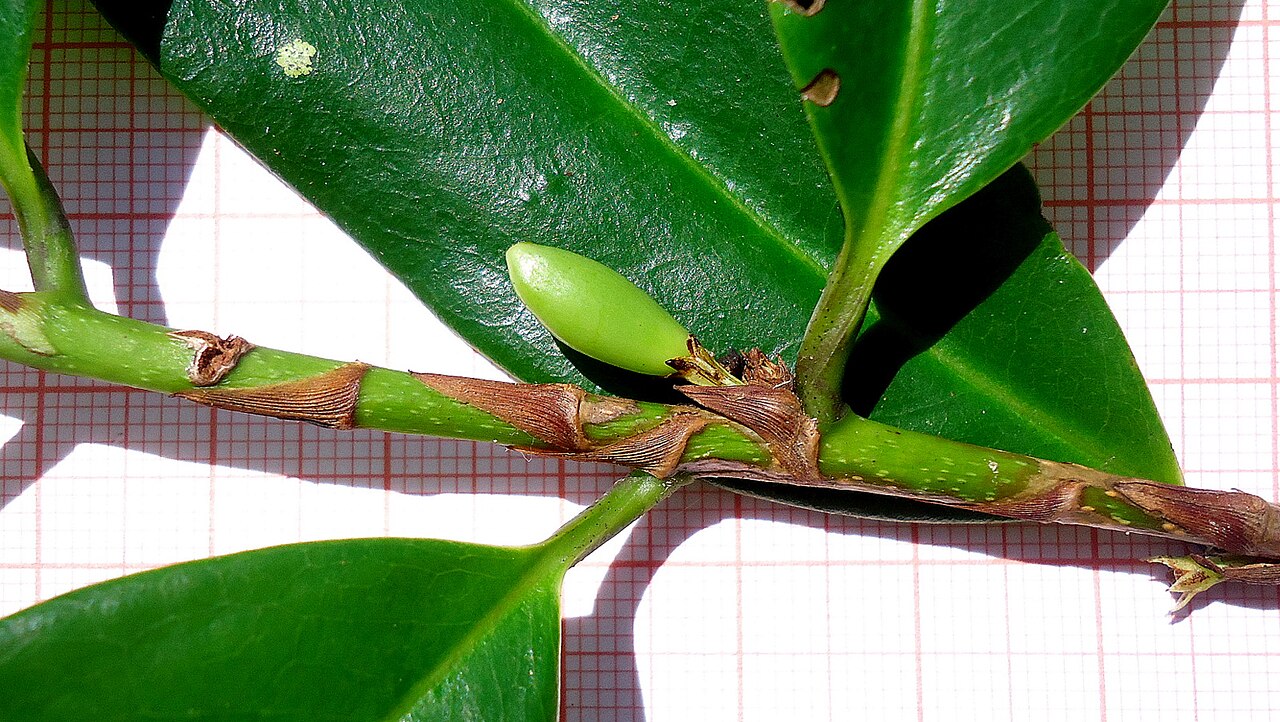 Erythroxylum nobile: Riparian forest. Shrub 3 m. Popovkin 1143 (HUEFS).
