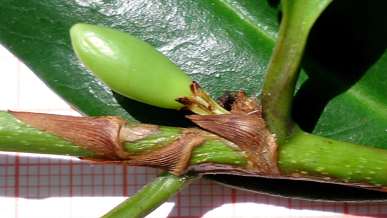 Erythroxylum nobile: Riparian forest. Shrub 3 m. Popovkin 1143 (HUEFS).