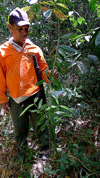 Erythroxylum nobile: Erythroxylum nobile O.E.Schulz