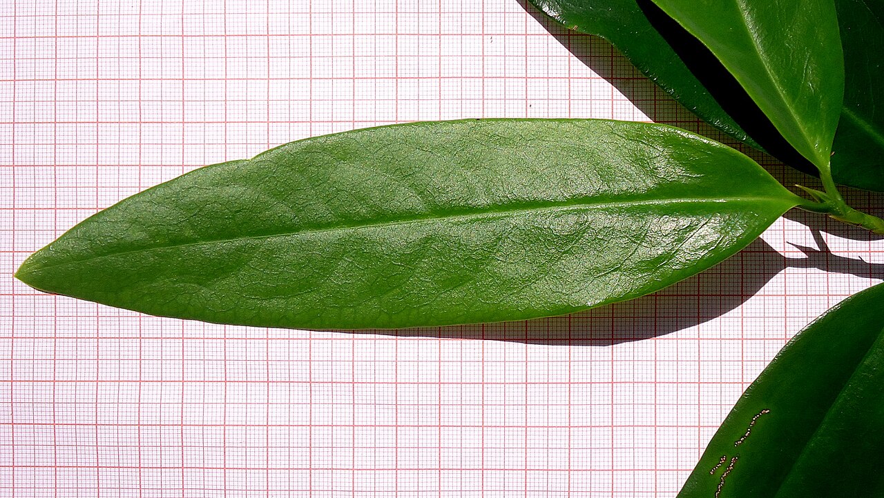 Erythroxylum nobile: Riparian forest. Shrub 3 m. Popovkin 1143 (HUEFS).