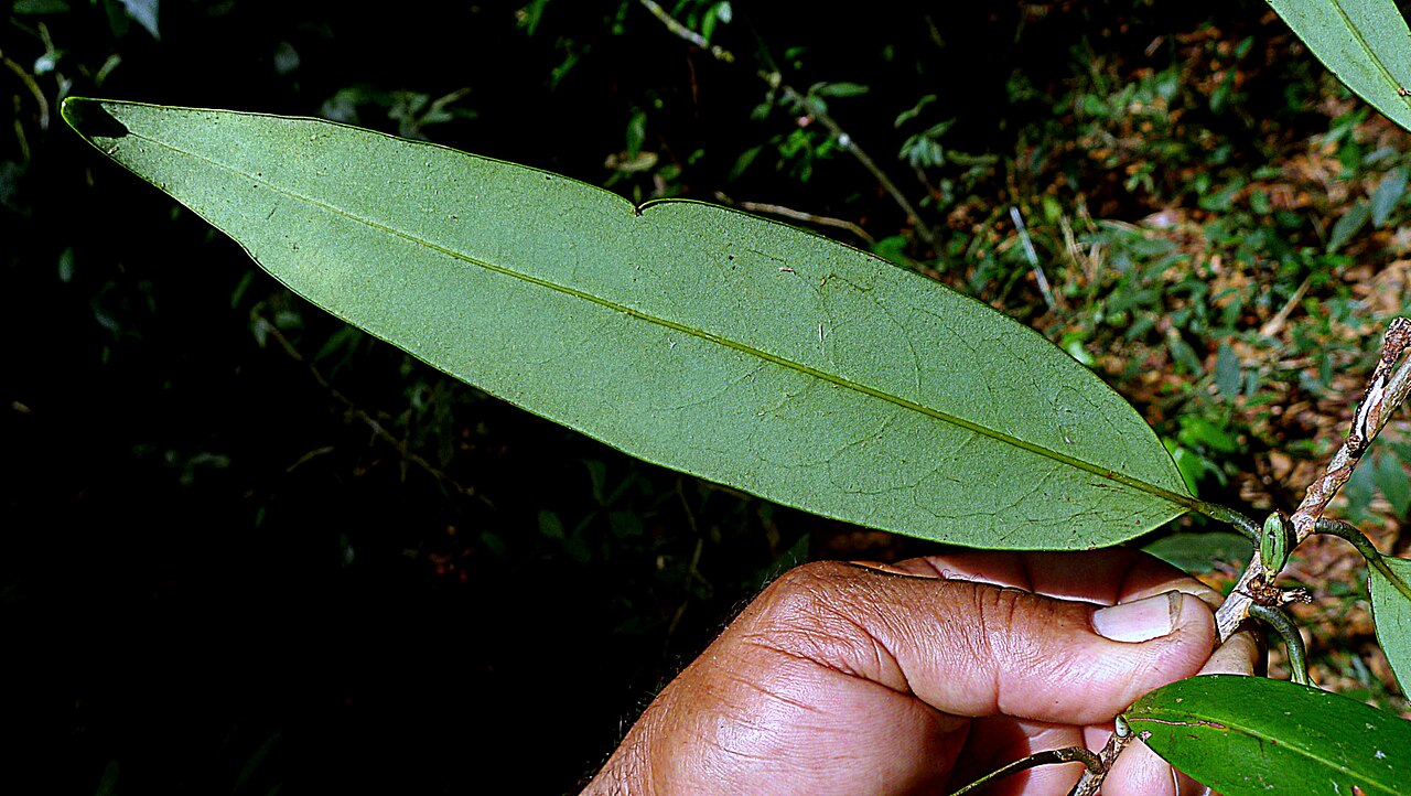 Erythroxylum nobile: Erythroxylum nobile O.E.Schulz