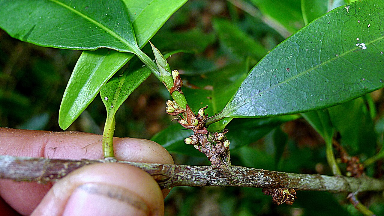 Erythroxylum nobile: Erythroxylum nobile O.E.Schulz