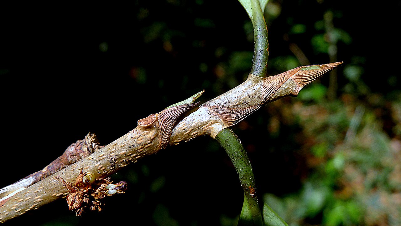 Erythroxylum nobile: Erythroxylum nobile O.E.Schulz