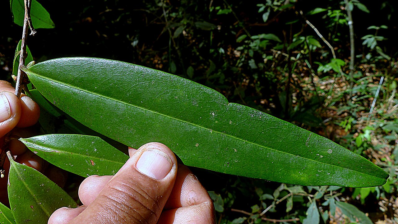 Erythroxylum nobile: Erythroxylum nobile O.E.Schulz