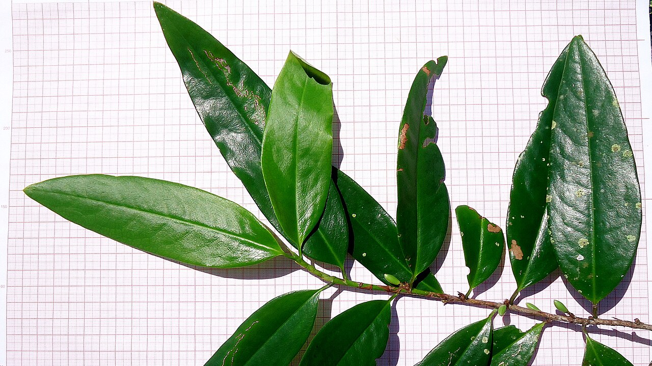 Erythroxylum nobile: Riparian forest. Shrub 3 m. Popovkin 1143 (HUEFS).