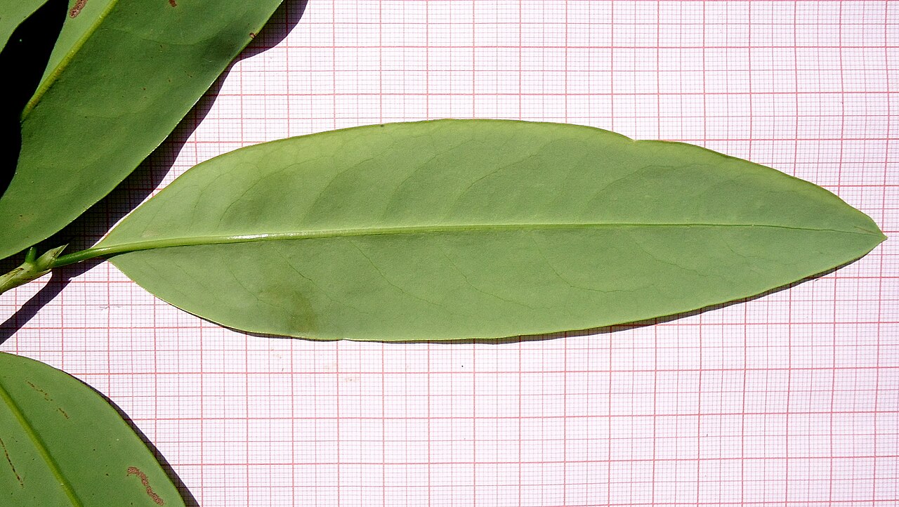 Erythroxylum nobile: Riparian forest. Shrub 3 m. Popovkin 1143 (HUEFS).