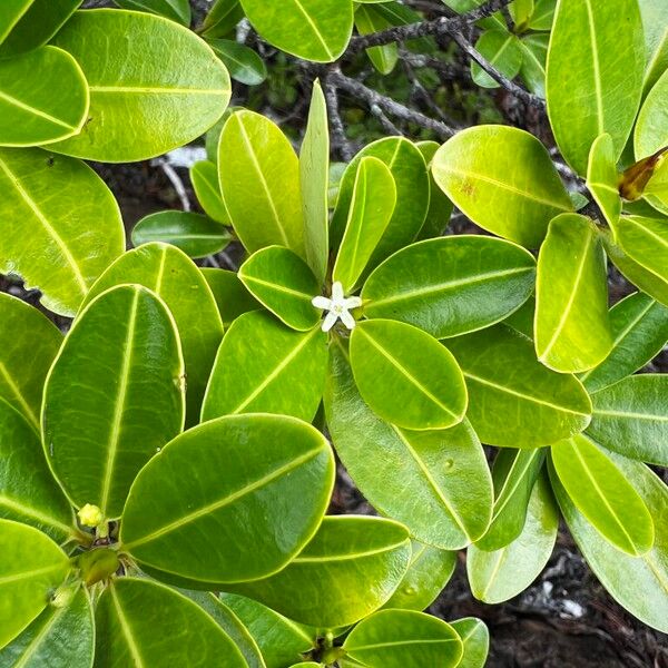 Erythroxylum novocaledonicum (Erythroxylum novocaledonicum)