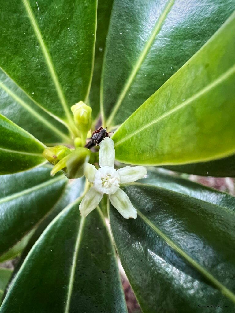 Erythroxylum novocaledonicum (Erythroxylum novocaledonicum)