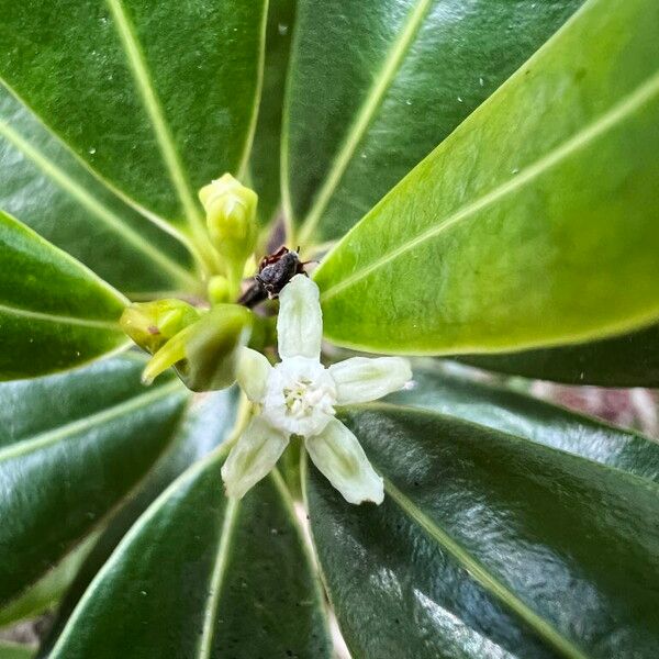Erythroxylum novocaledonicum (Erythroxylum novocaledonicum)