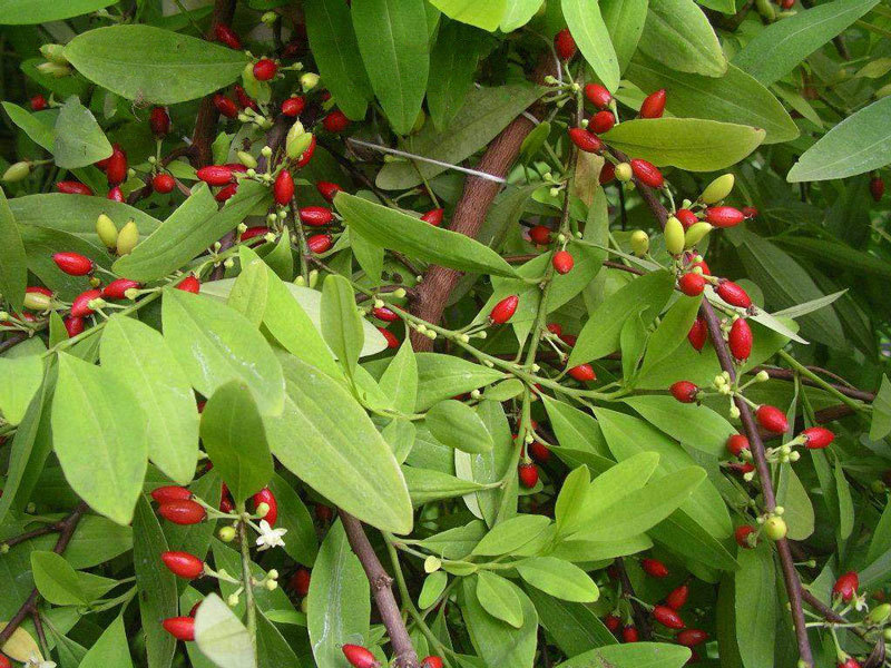 Colombian coca: Seed-grown plant of Erythroxylum novogranatense var. Novogranatense . This plant is about 5 years old and 2m tall.