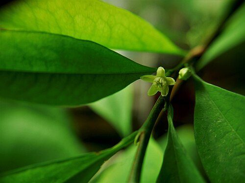 Colombian coca: Erythroxylum novogranatense var. truxillense (Rusby) Plowman