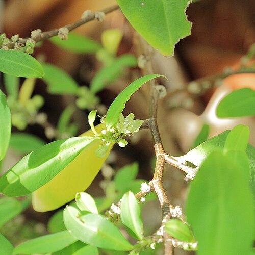 Colombian coca: Erythroxylum novogranatense i Bergianska trädgården .