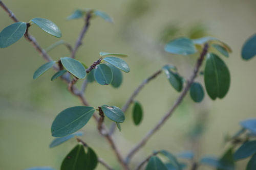 Erythroxylum pervillei (Erythroxylum pervillei)