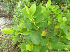Erythroxylum pictum (Erythroxylum pictum)